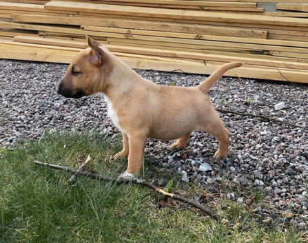 English bull terrier puppies
