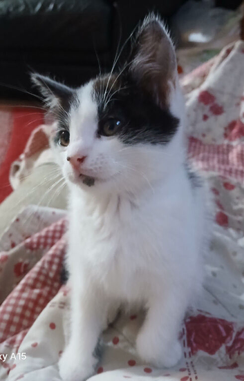 8 week old kitten