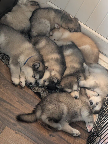 KC Reg Alaskan Malamute Puppies