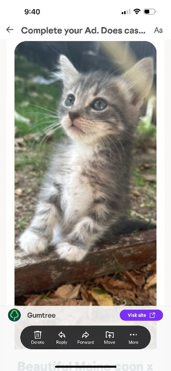 Maincoon cross British blue kittens