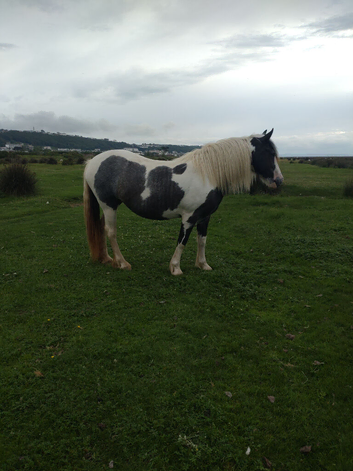 COB x blue and white 2yr old filly