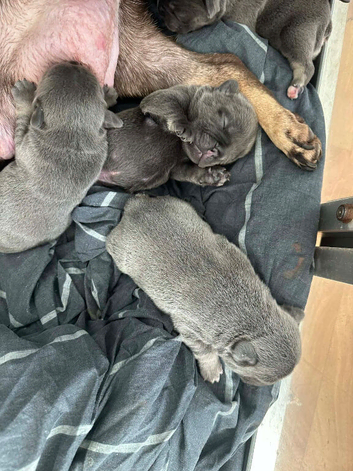 3 puppy French bulldogs