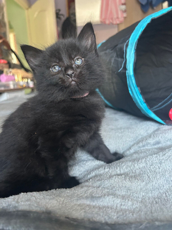 Beautiful kittens