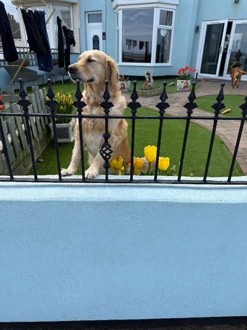 Golden retrievers for sale good homes only