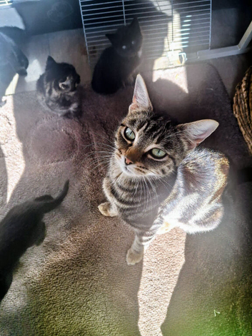 Kittens