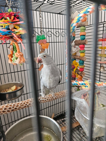 12 week old confirmed Female via Dna grey/green colour Indian ringneck for sale with Cage and toys