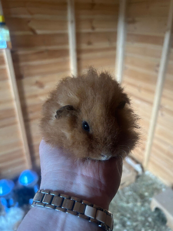 Male guinespigs