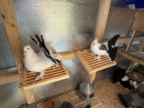 2 Pairs of Young Indian Fantail Pigeons for Sale