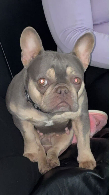 French bull dog