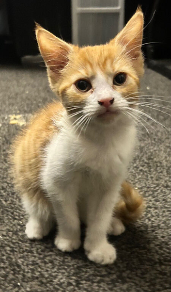 Last kitten! Ginger and white girl