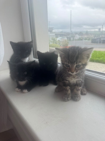 9 weeks kittens