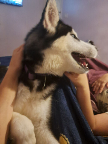 Poppy Husky