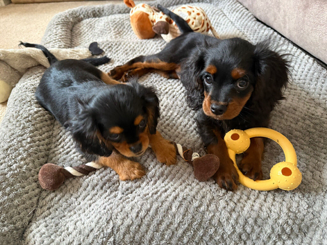 Cavalier King Charles x cava poo ready now