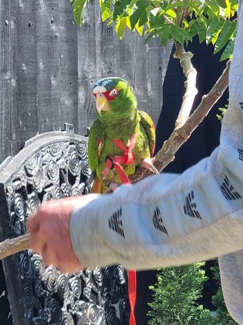 White nose amazon parrot