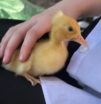 Crested runner duck eggs fertile 6