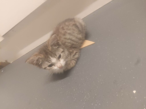 Beautiful little kittens