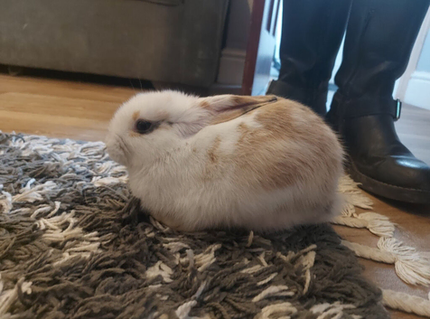 7 month female Harlequin rabbit