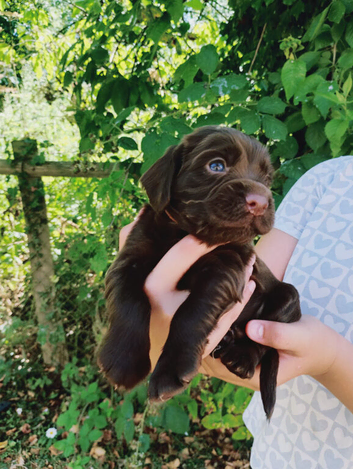 Stunning first litter of working sprocker puppies