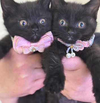2 beautiful half Scottish fold kittens