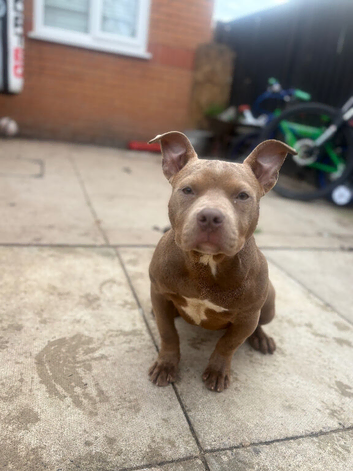 ** Female Pocket Bully**