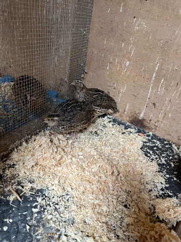 Pair of young quails