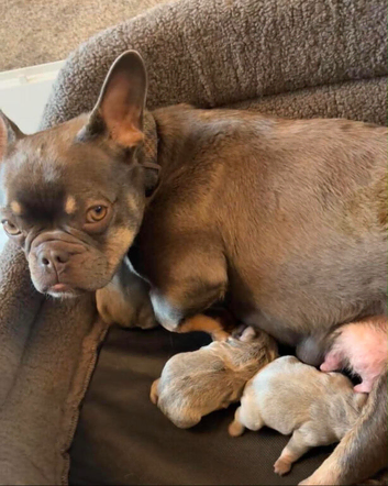 French Bulldog Puppies &ndash; Blue & Tan (10 weeks old)