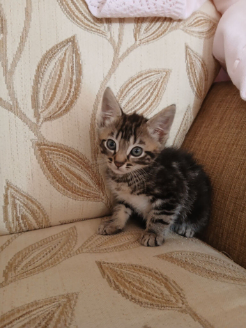 Kittns