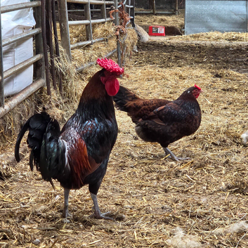 Derbyshire redcap hatching eggs available