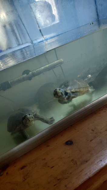 3 x musk turtles