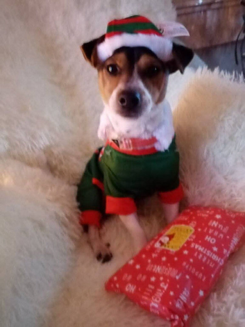 Male jack Russell