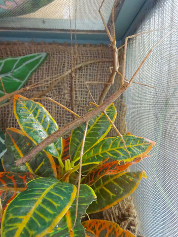 Nuichua Rabaeyae Nymphs 5-10 Approx. Vietnamese + Annam Stick Insect 5-10 Nymphs - Vietnamese