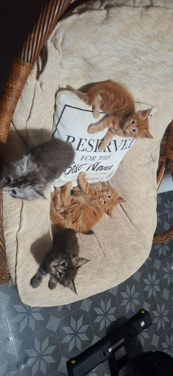 Main coon kittens 2 boys left ready now