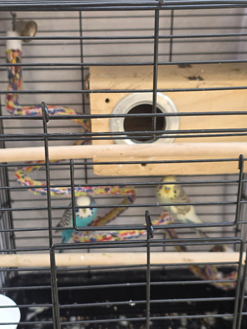 2 male budggies for 40 each