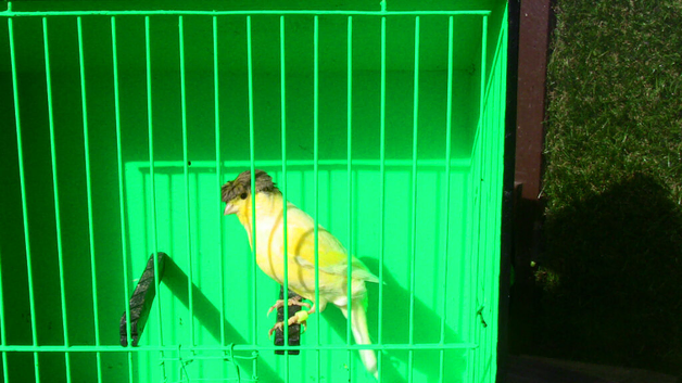 DNS Sexed Crested Hen &pound;25