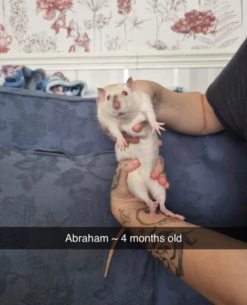 6 rats