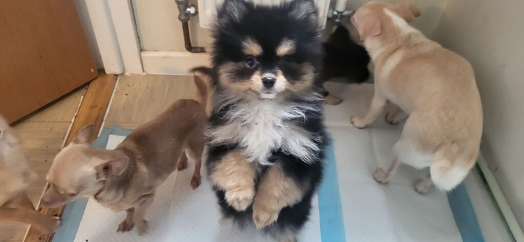 Toy pom female very small 3months old