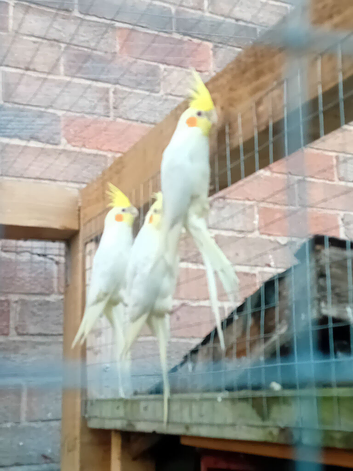 Young cockatiels