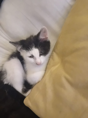 Adorable Female kitten