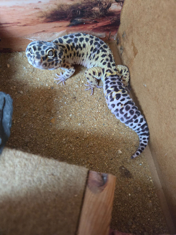 Leopard gecko