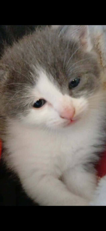 kitten for sale