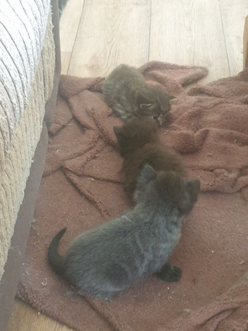 Kittens