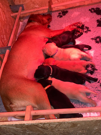*2 left** kc reg Labrador ready to leave now