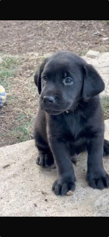 Kc registered black Labradors