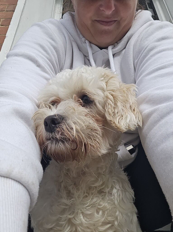 8 months shihpoo