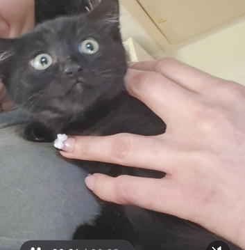 Female black kitten