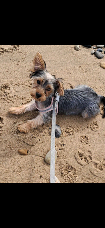Puppy for sale