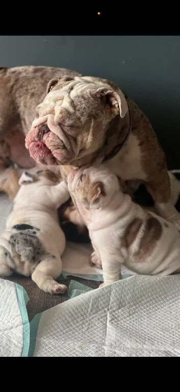 English bulldog puppies on the way
