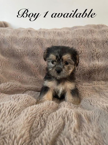 Shorkie 3 boys fully Vaccinated &Microchipped
