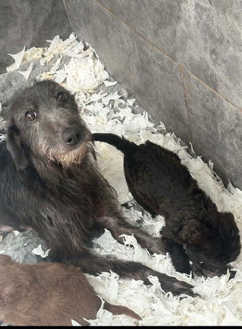 Bedlington whippet