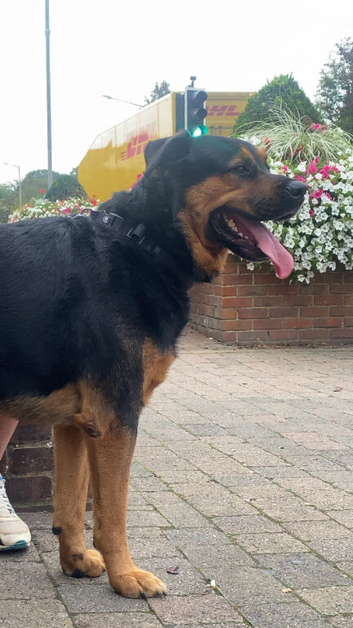 Handsome Rottweiler X